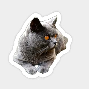 British Shorthair Blue Cat Sticker